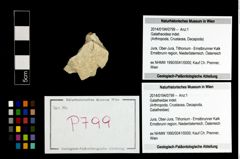 Foto (Objekt + Etikett) von Galatheoidea indet.  (NHMW-GEO-2014-0194-0799)